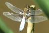 Libellula depressa